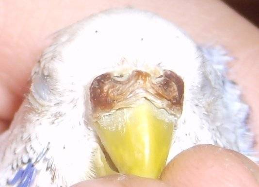 По каким причинам появляется нарост на клюве у волнистого попугая