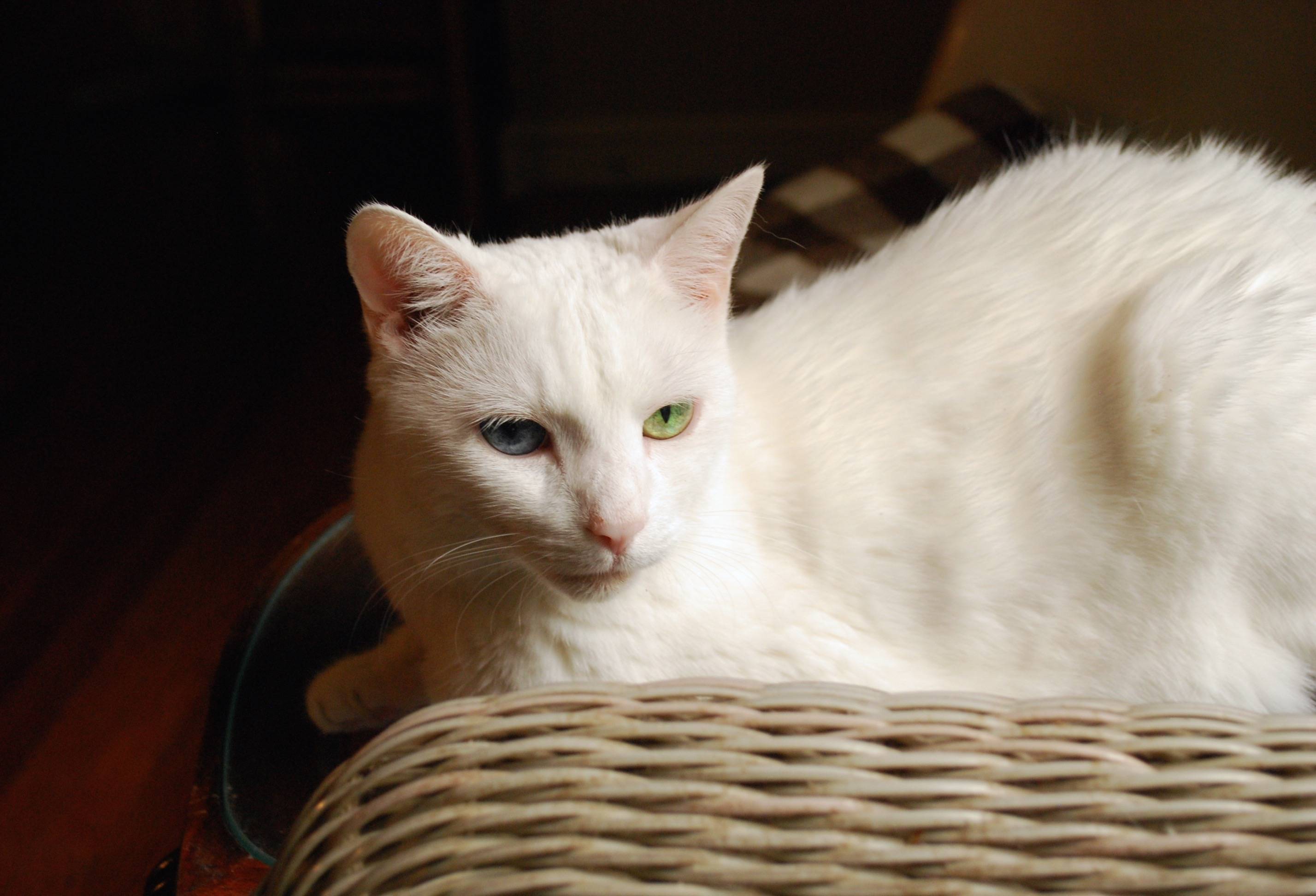 Белая анатолийская кошка фото