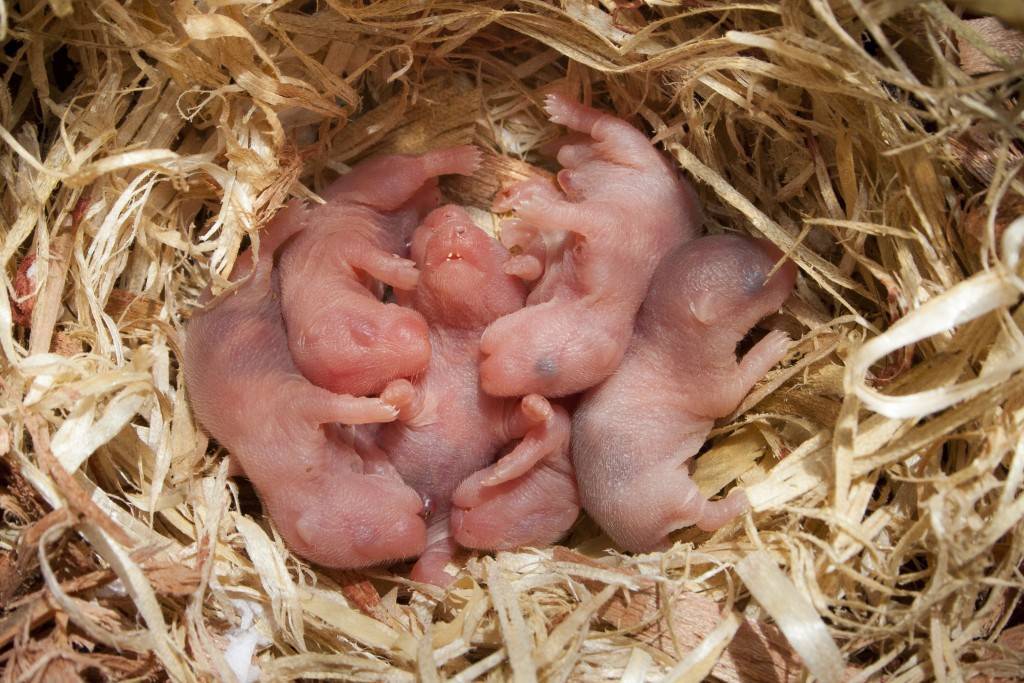Как ухаживать за новорожденными мышками