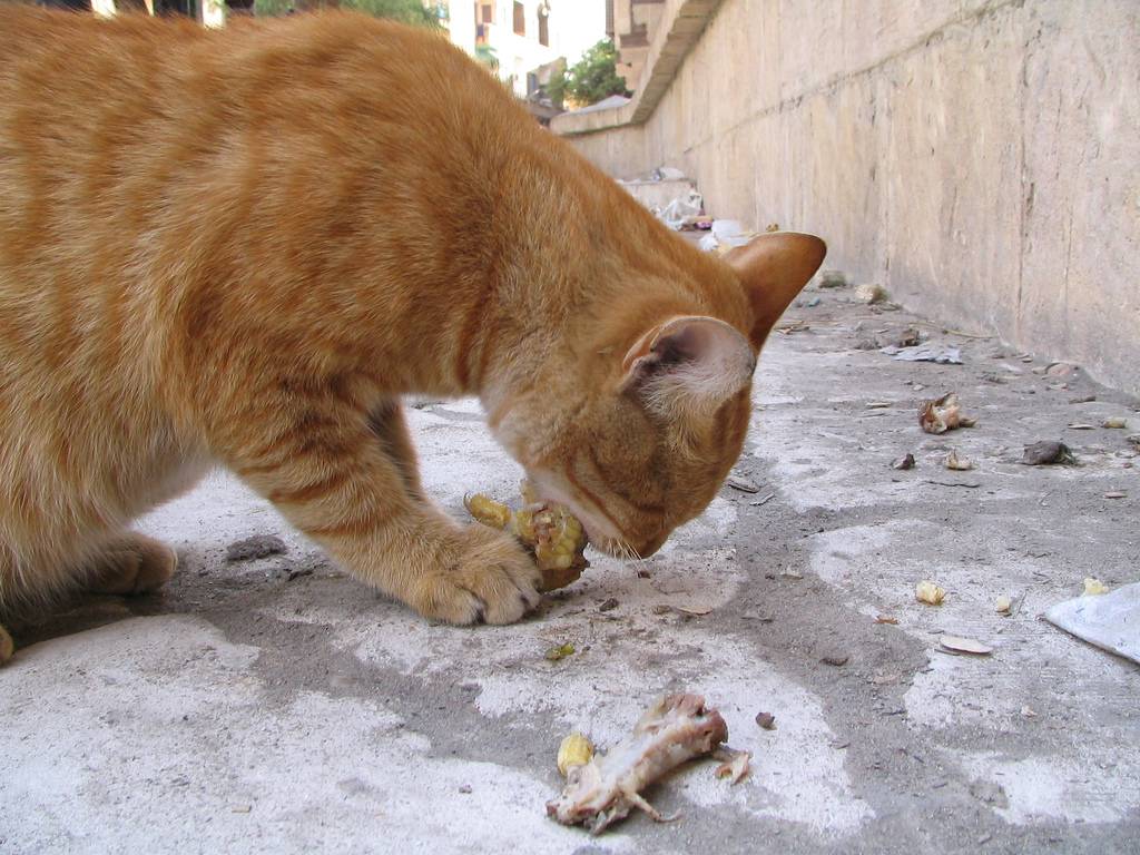 Что делать если кошка перестала пить воду и совсем не ест? — petstory