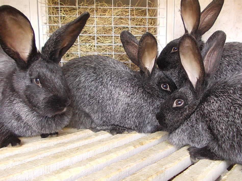 Кролики рекс: описание породы, советы по разведению и уходу