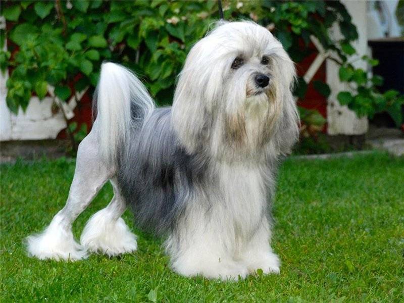 Левхен (малая львиная собака): описание породы, уход, цена