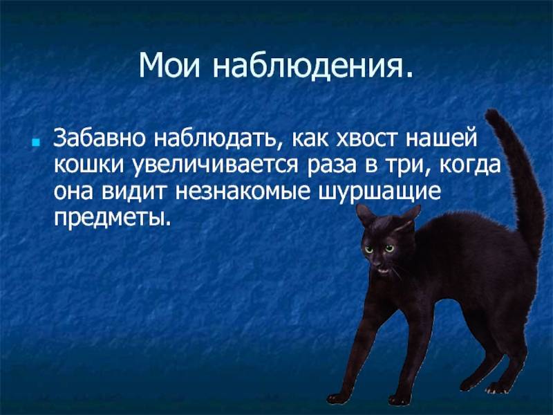 Зачем собаке хвост? зачем купируют хвосты собакам :: syl.ru