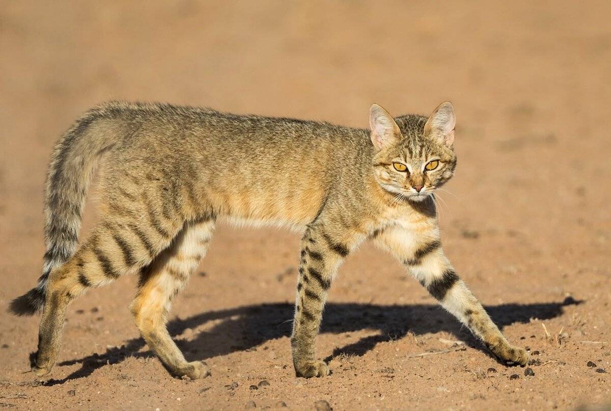 Манул: описание породы и внешний вид дикой кошки с фото, среда обитания и особенности питания