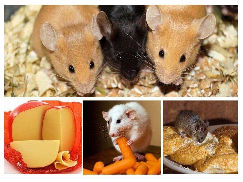 Чем питаются мыши в дикой природе и в домашних условиях
