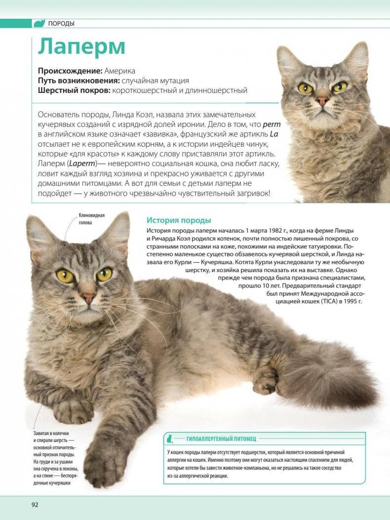 Порода кошек рагамаффин: история, характерные признаки, содержание, выбор