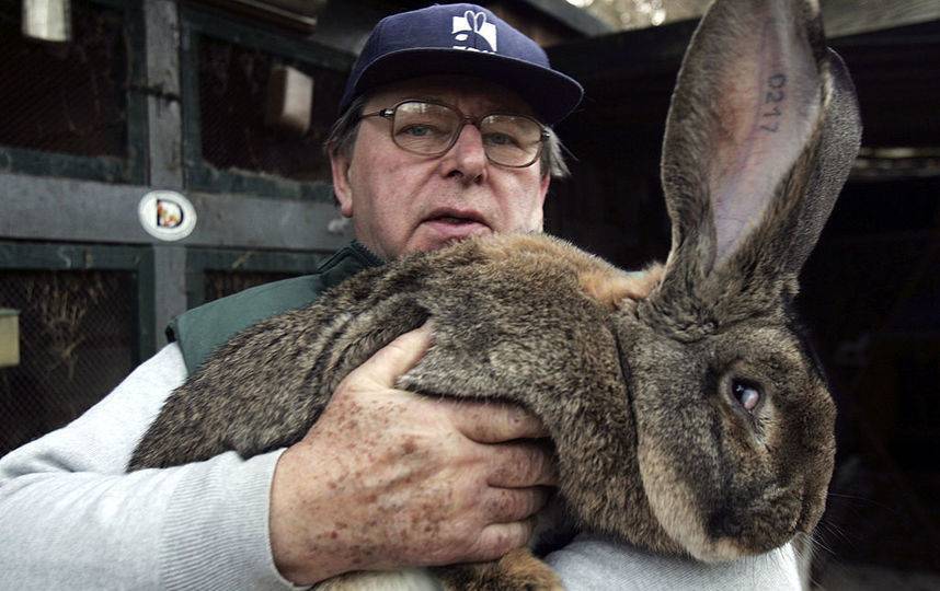 Самый большой и самый маленький кролики в мире: рекордсмены, породы и фото
