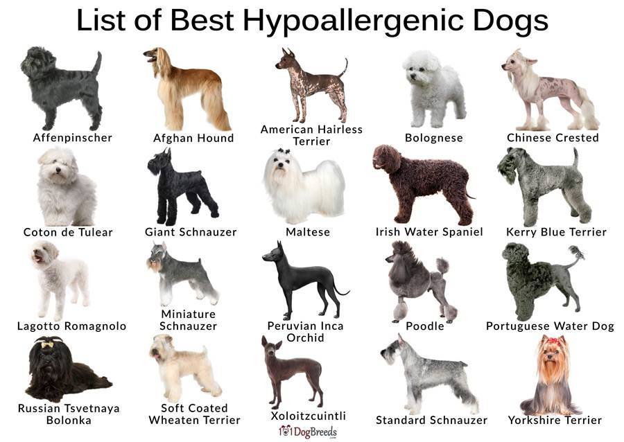 Гипоаллергенные собаки: список пород