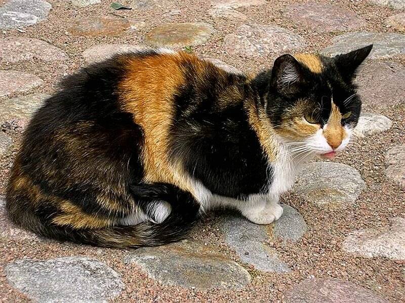 Трехцветная или трехшерстная кошка в доме – приметы и суеверия