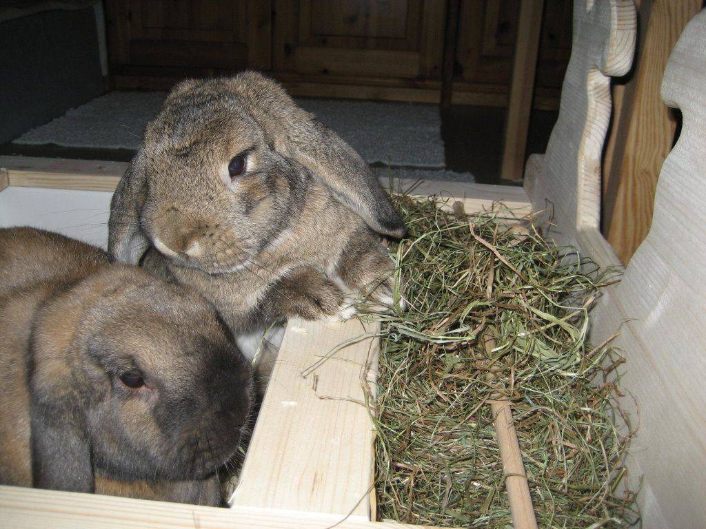 Чем кормить кроликов зимой, если нет сена - кормление кроликов в домашних условиях