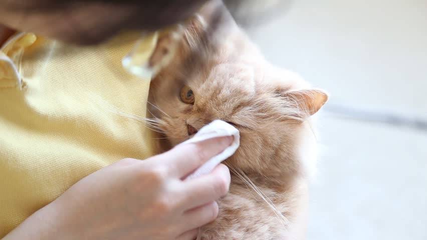 Чем промыть глаза котенку: алгоритм действий в домашних условиях, препараты