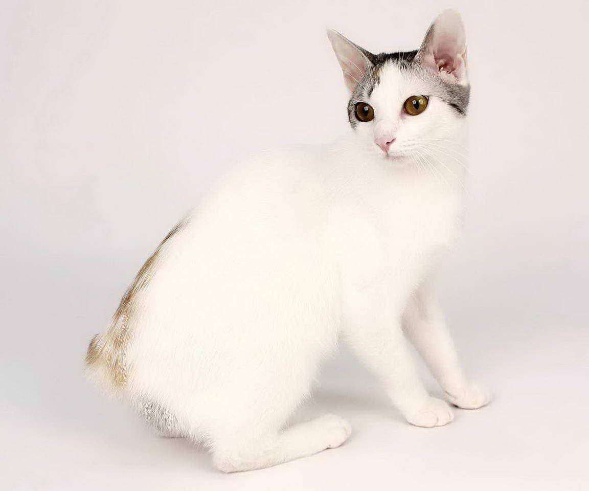 Японский бобтейл пушистые кошки из японии, стоимость japanese bobtail