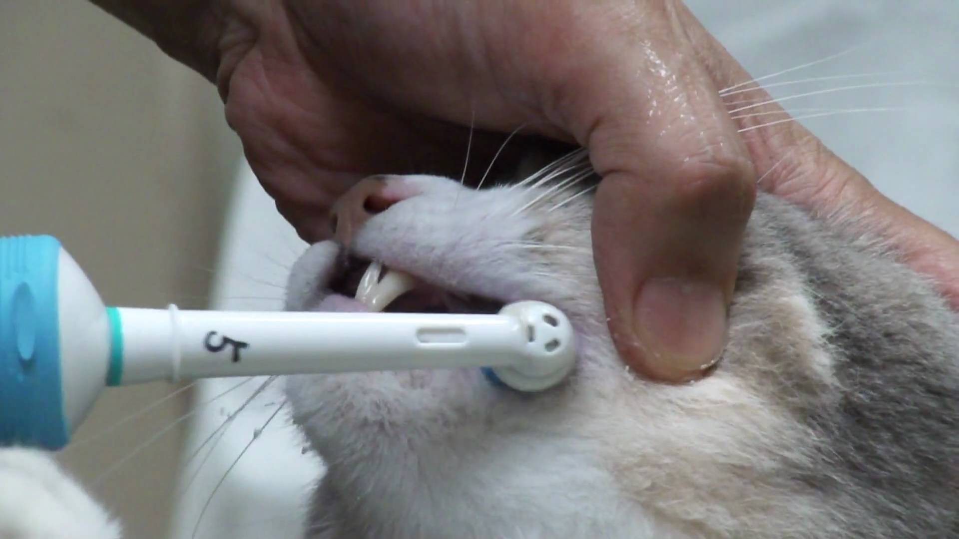 Профилактика заболеваний зубов у кошек