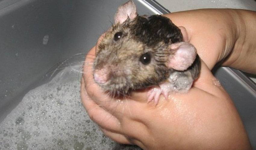 Как мыть крысу в домашних условиях, можно ли купать домашнюю крысу