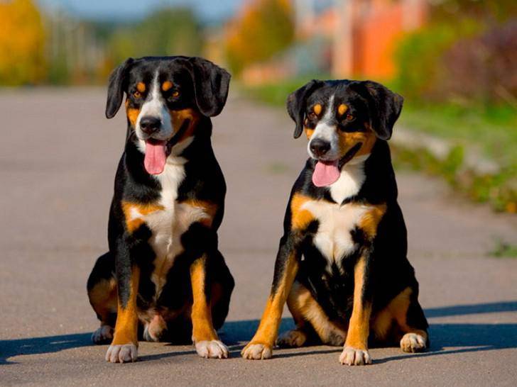 Энтлебухер зенненхунд: описание породы собак с фото и видео