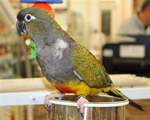 Австралийский попугай лори с кисточкой на языке
