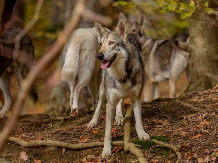 Волчья собака сарлоса: характеристики породы, фото, характер, правила ухода и содержания