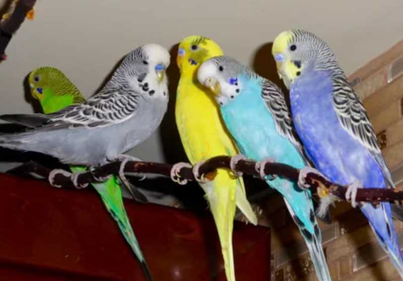 Сколько лет живет попугай ара в домашних условиях