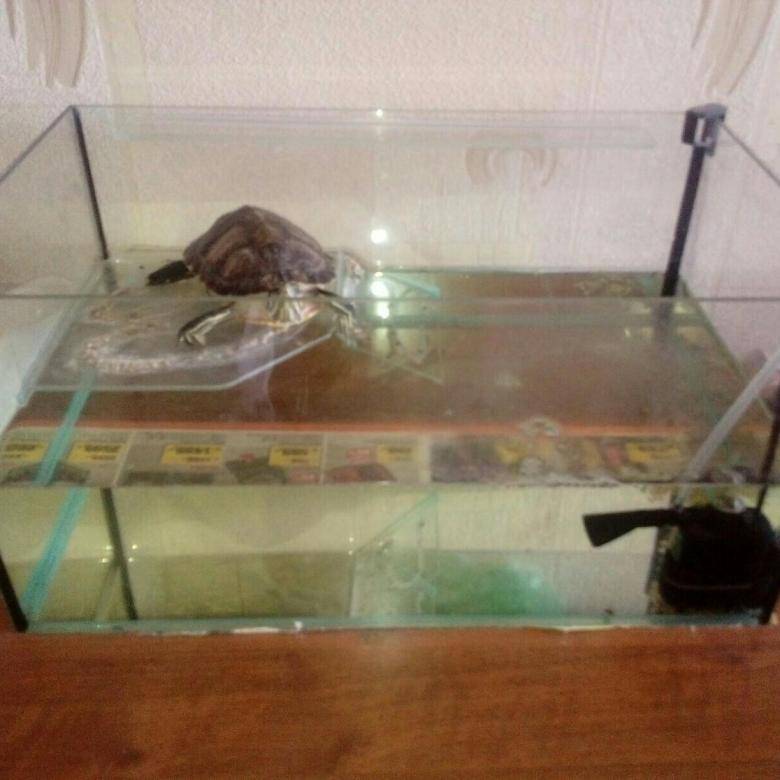Обустройство и оформление аквариума для красноухой черепахи