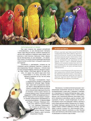 Ожереловый попугай разговаривает или нет, как научить птицу говорить, как птицы общаются между собой