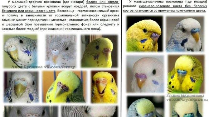 Как определить пол волнистого попугая? 22 фото как отличить самку от самца по внешним признакам и по поведению?