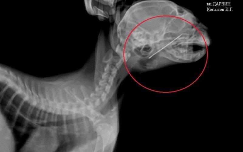 У собаки застряла кость в горле, не может откашляться, что делать