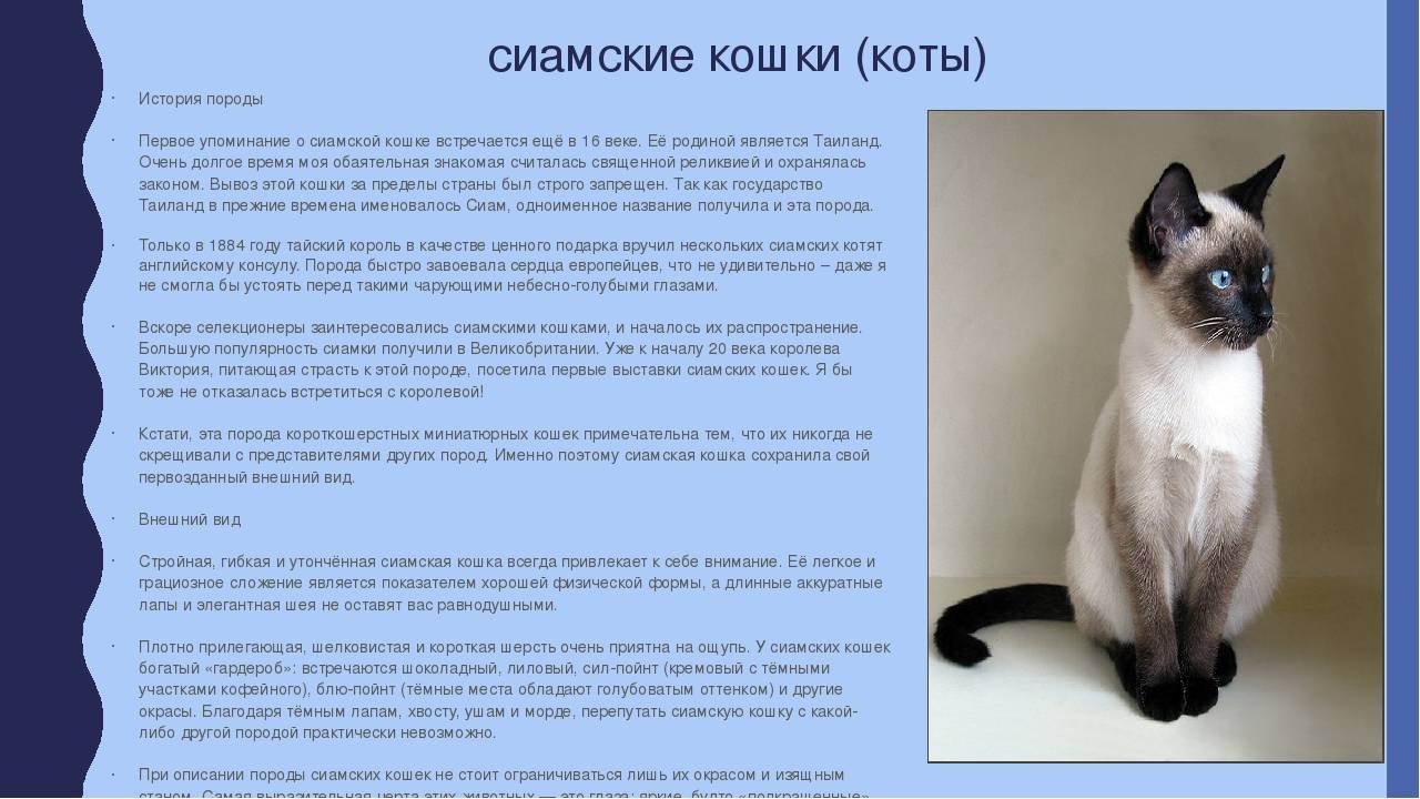 Рассмотрите фотографию серо голубой короткошерстной кошки выберите характеристики