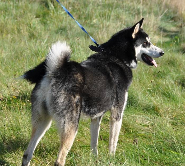Восточно-сибирская лайка и ее описание: ключевые характеристики данной породы собак