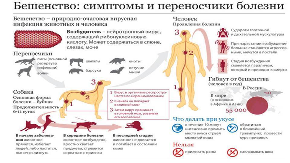 ᐉ болезнь ауэски (псевдобешенство, инфекционный бульбарный паралич, ложное бешенство и зудящая чума ) - как лечить у собак - ➡ motildazoo.ru