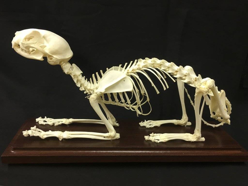 ᐉ строение скелета кошки – скелет котенка - zoomanji.ru