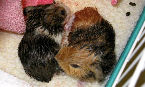 Беременность морских свинок: советы по уходу до и после родов