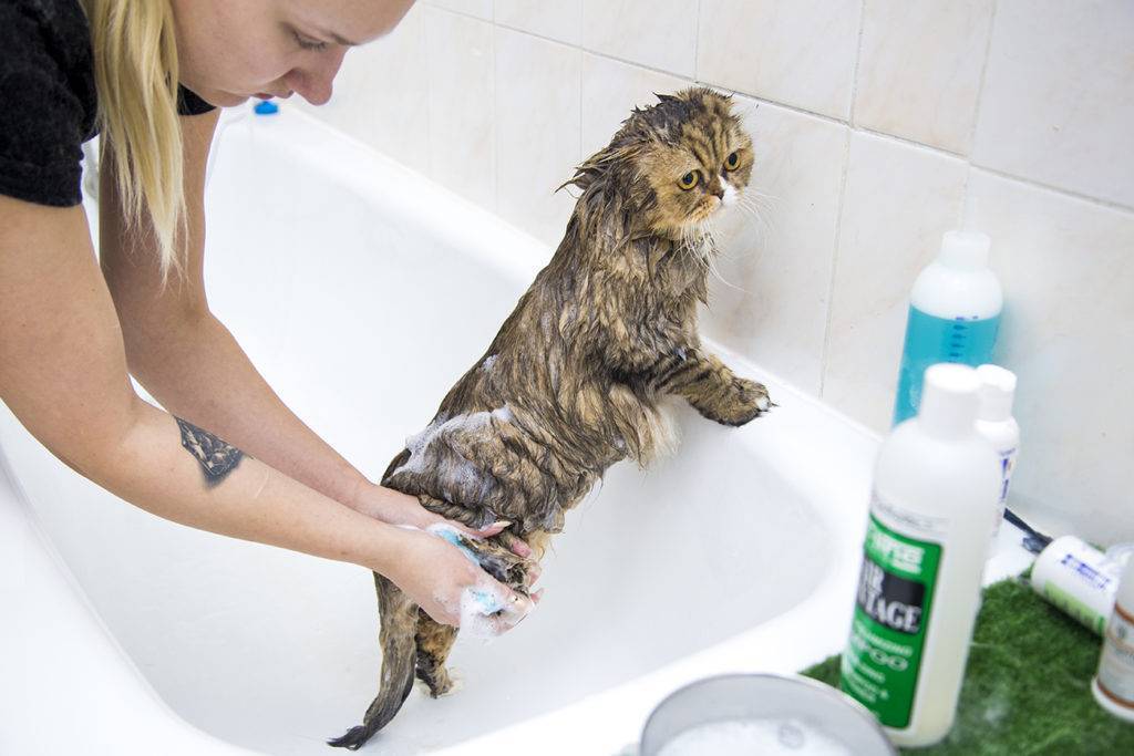 Можно ли мыть кошку обычным шампунем или купать детским средством?