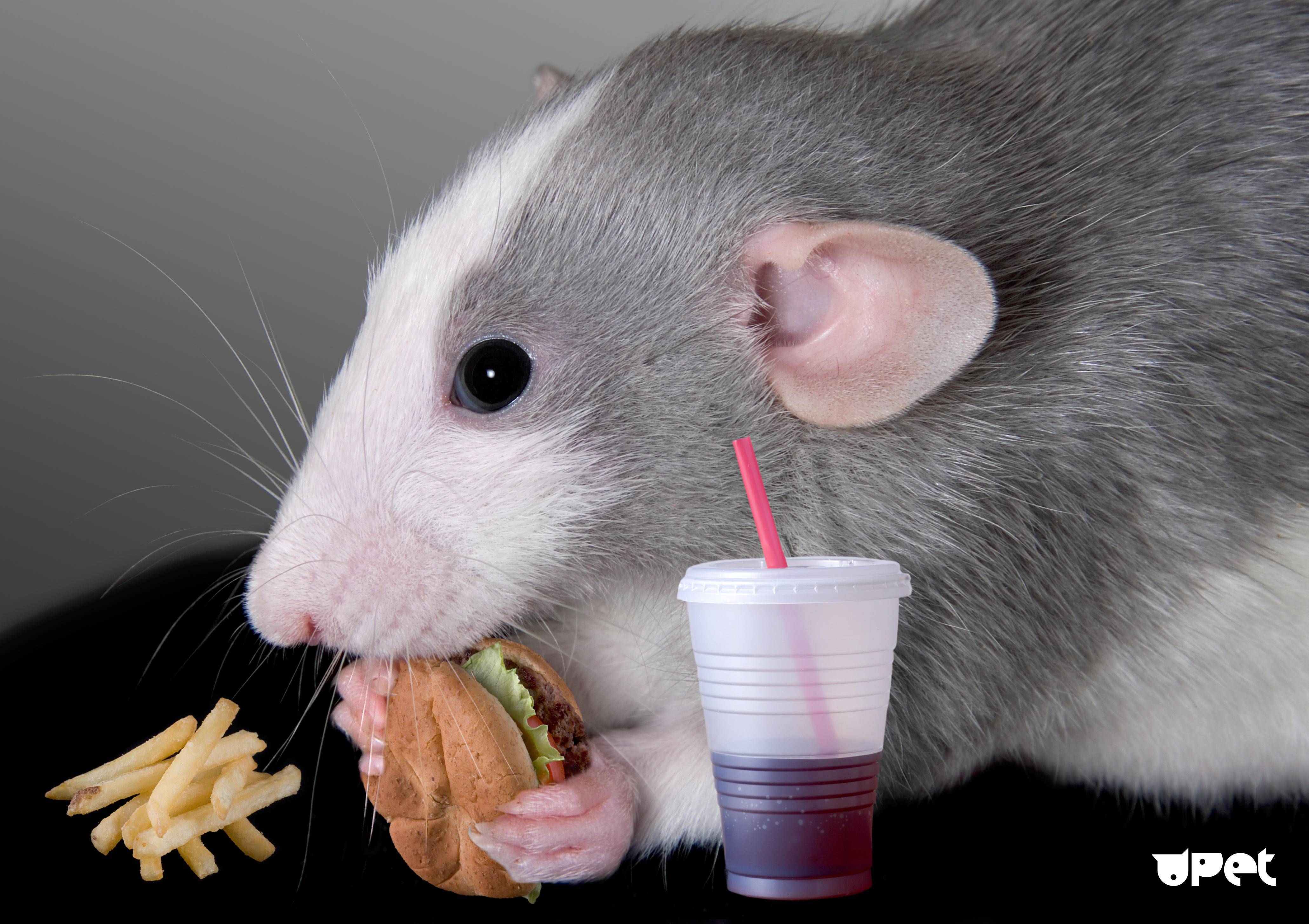 Что едят мыши: в природе и в домашних условиях