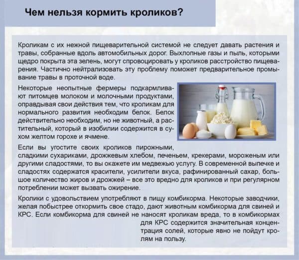 Лучший корм для кроликов - состав и нормы кормов для кроликов