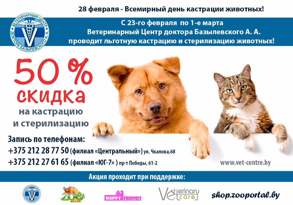Полный список праздников для домашних животных в течение года - коты - 2022
