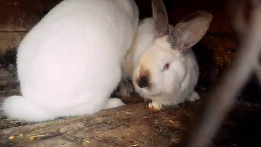 Охота у крольчих: беременность, когда покрывать крольчиху