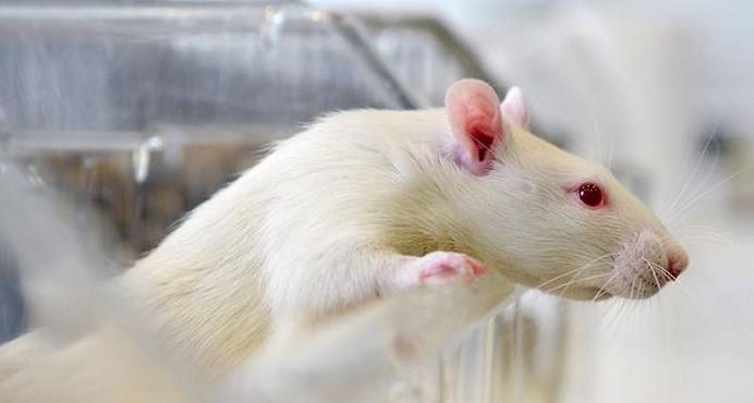 Чего боятся крысы в жилых помещениях: как отпугнуть грызуна и предотвратить его повторное нашествие. чего боятся крысы
