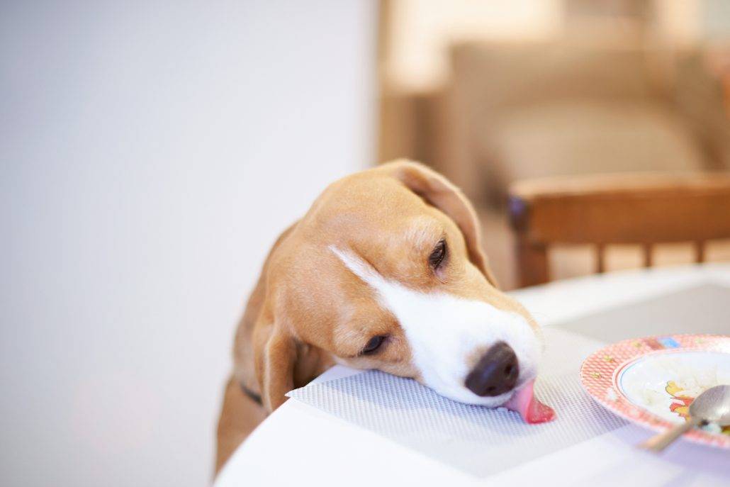 Почему икает собака: после еды, утром или перед сном, что делать владельцу