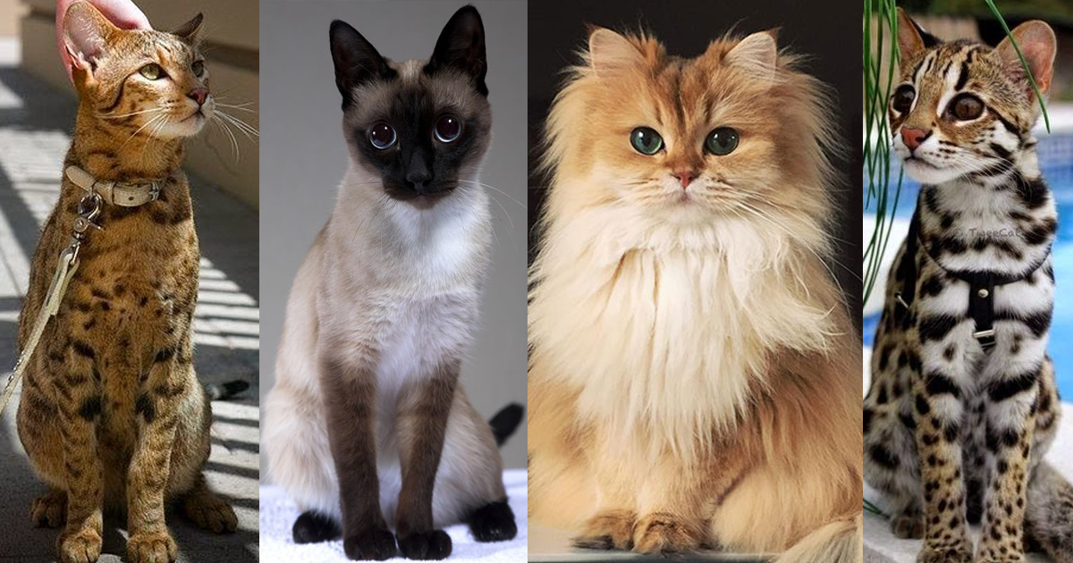 5 типов кошек. Редкие коты. Разные кошки. Популярные породы кошек. Необычные кошки.