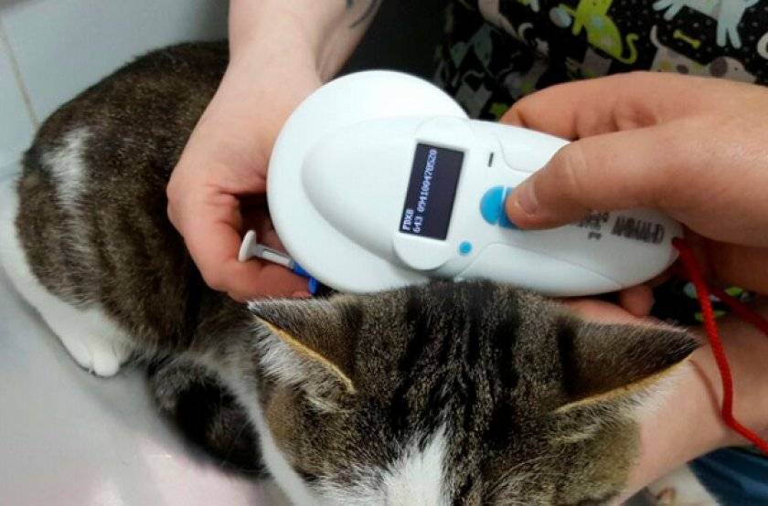 Чипирование кошек — преимущества и недостатки, особенности технологии проведения процедуры и связанных с этим рисков