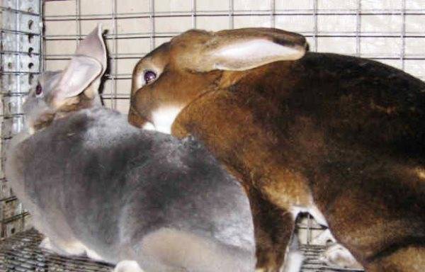Спаривание (случка) кроликов в домашних условиях, правила