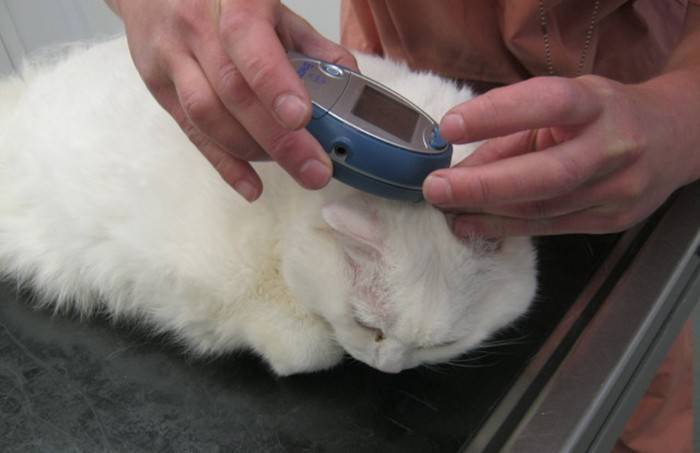10 симптомов сахарного диабета у кошек - лечение и причины