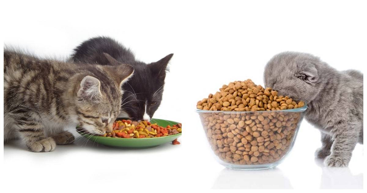 Особенности питания кормящих кошек