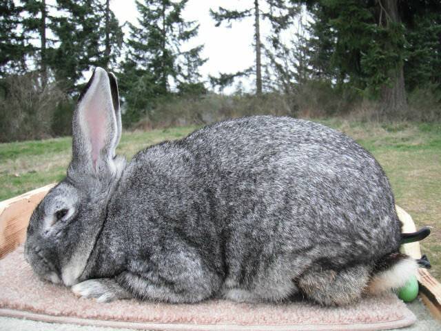 Самые большие кролики в мире: породы и их яркие представители, кролики-гиганты в качестве домашних питомцев