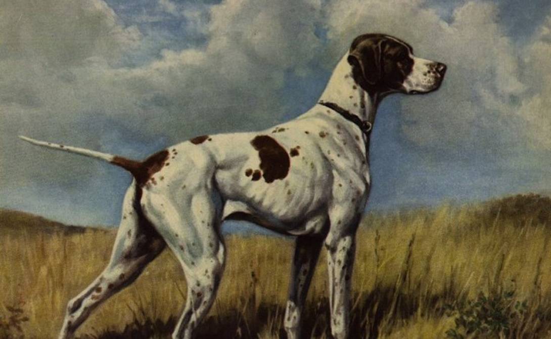 Собаки, которые не станут слушать другого хозяина: 5 самых умных и преданных пород