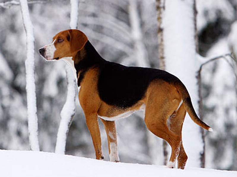 Финская гончая: характеристики породы собаки, фото, характер, правила ухода и содержания