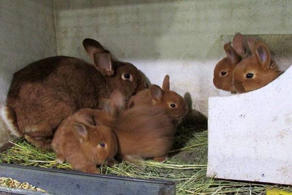 В каком возрасте можно отсаживать крольчат от мамы крольчихи