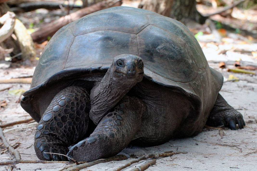 Самые большие черепахи в мире ( список черепах + фото )