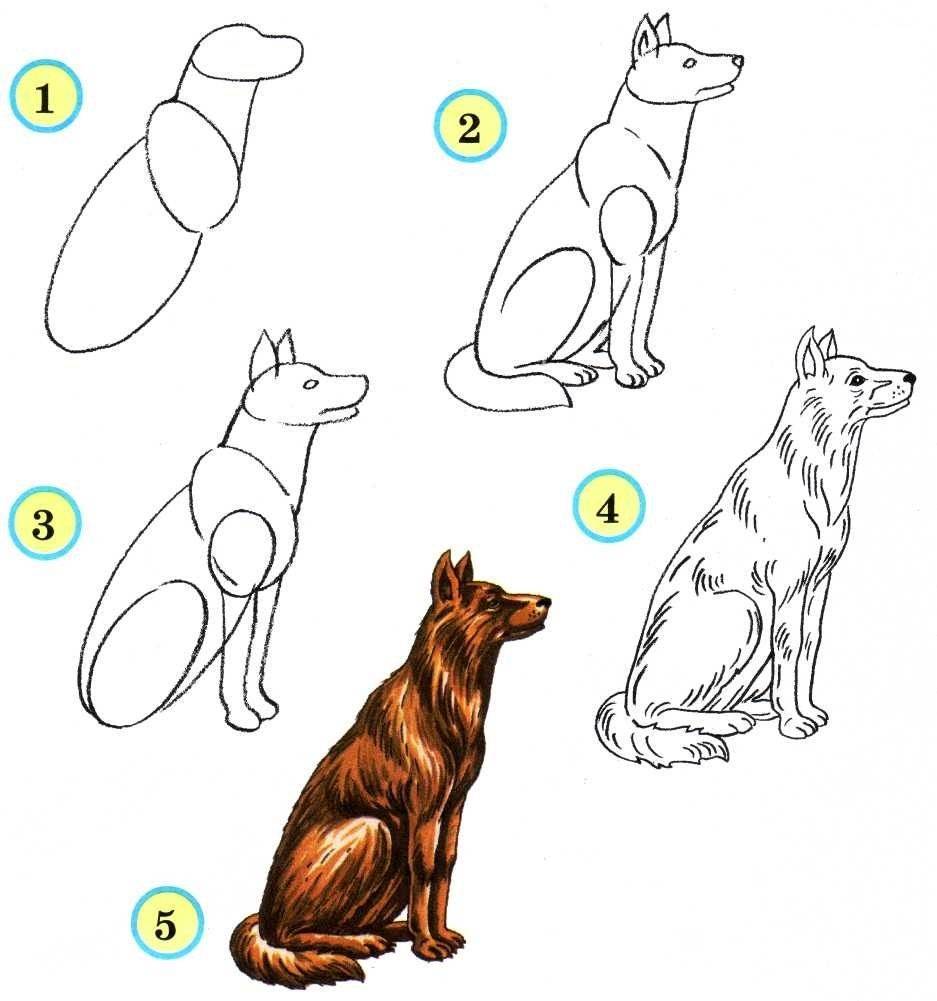 Как рисовать животных: полезные уроки рисования от начальных до продвинутых