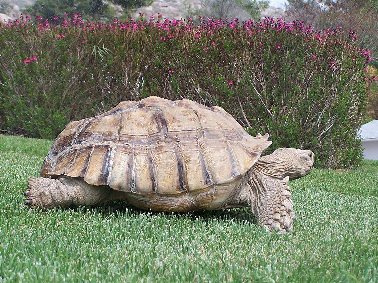 ᐉ самая быстрая черепаха в мире - zoopalitra-spb.ru